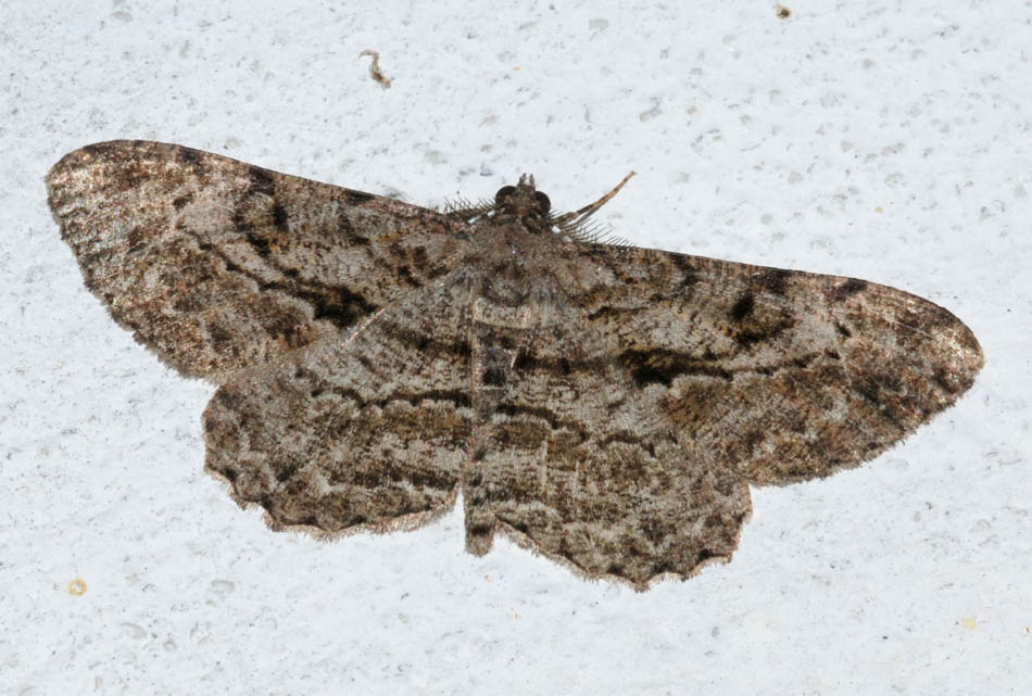 Geometridae da confermare 2